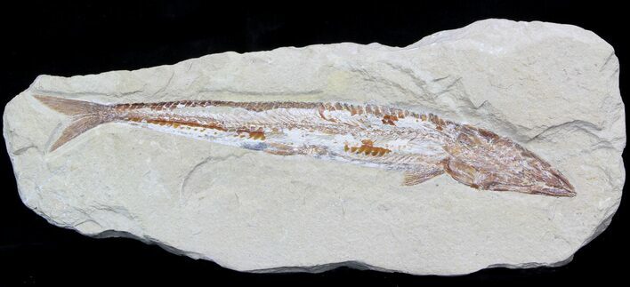 Cretaceous Prionolepis (Viper Fish) - Lebanon #36943